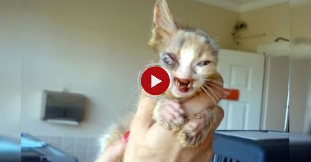 Gülümser, The Miracle Cat