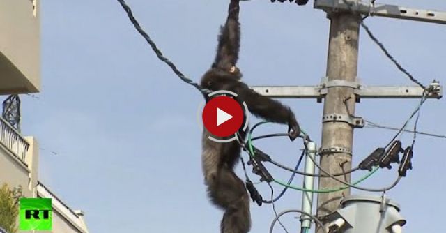 Dramatic High-altitude Chase As Chimp Goes On The Loose In Japan