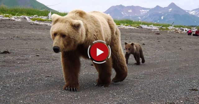 Reactions To Close Brown Bear Encounter