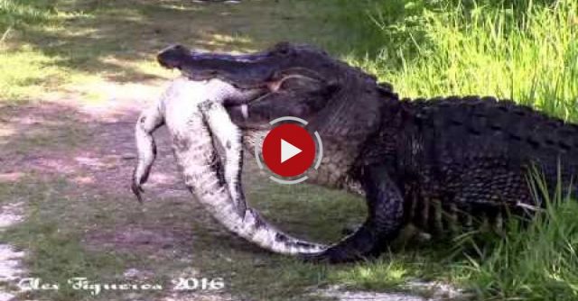 Gator Eating Gator
