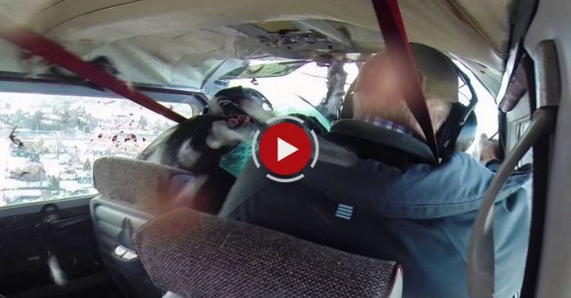 Bird Strike Goose Crashes Through Airplane Windshield