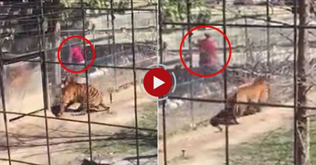 Person Jumping Tiger Fence At Toronto Zoo For A Hat
