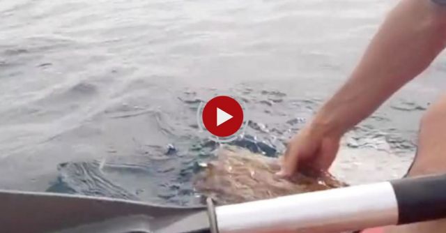 Sea Kayakers Rescue Turtle In Distress