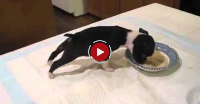 Boston Terrier Puppy Does A Flip While Eating  (High Quality HD)