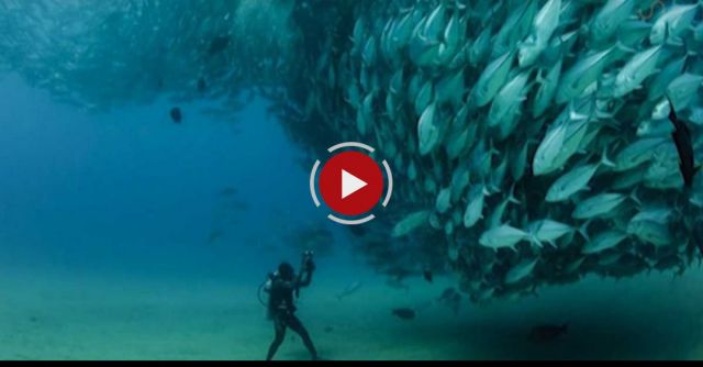 Huge Swarm Of Jack Fish Dwarf Scuba Diver