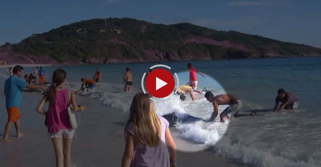 30 Dolphins Stranding And Incredibly Saved! 