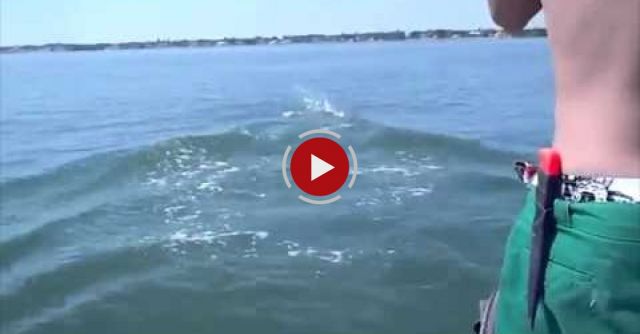 If You Think This Shark Is Scary Wait Until You See What Happens To It