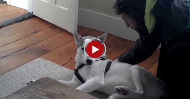 Blaze Loves His Kennel Original Husky Says No