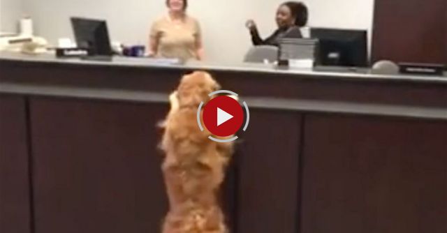 Gracie Golden Retriever Banker