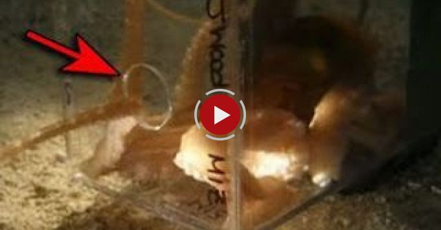 Octopus Escaping Through A 1 Inch Diameter Hole