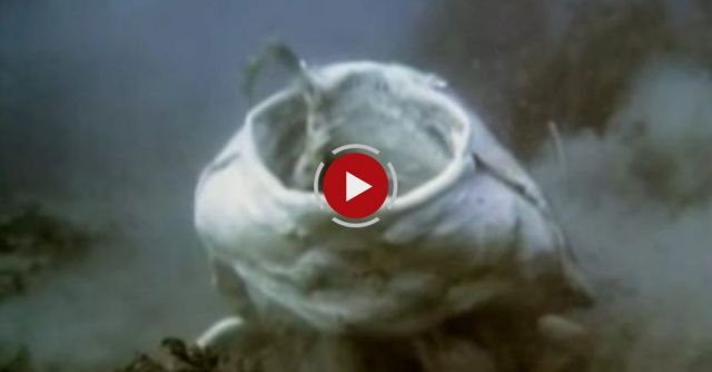 Horn Shark Vs Angel Shark, Benthicsharks.ca