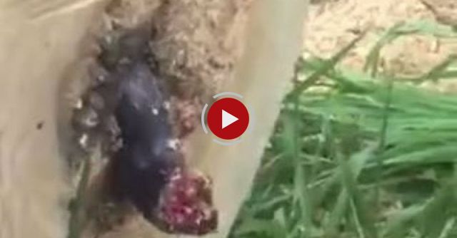 Guy Cuts Down Tree, But There's A Surprise Inside