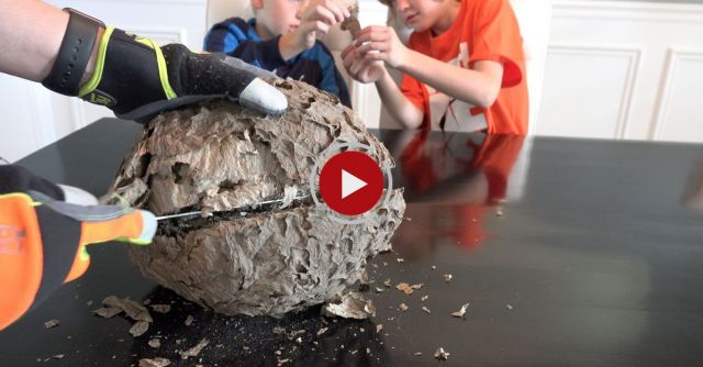 What's Inside A Giant Wasp Nest?