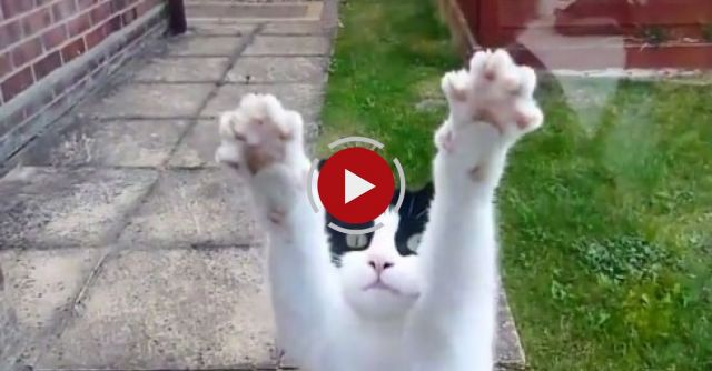 Cats Who Desperately Want To Come Inside Compilation