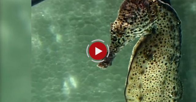 Watch A Seahorse Give Birth To 2,000 Babies