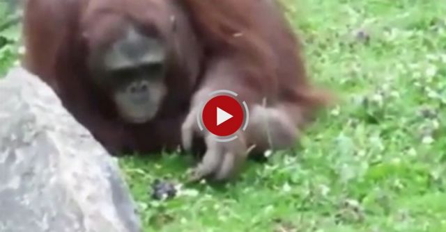 Orangutan Saves Baby Chick From Drowning! 
