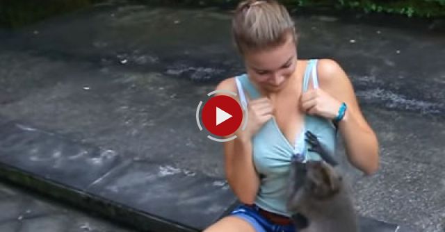 The Ultimate Funny Monkey Compilation 