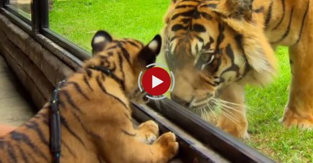 Cubs Meet Adult Tiger For The First Time - Tigers About The House - BBC