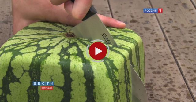 Square Watermelons Japan. English Version