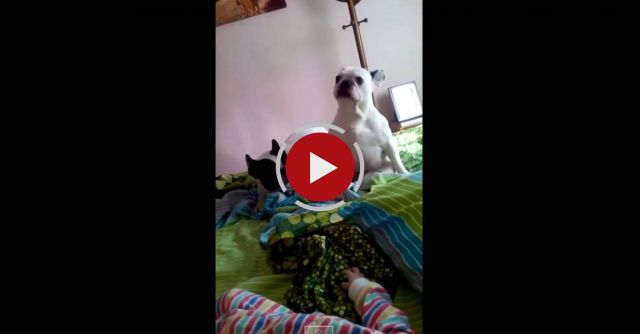 French Bulldog Dance Party
