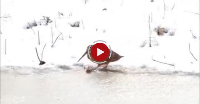 American Woodcock Shows Off Dance Moves