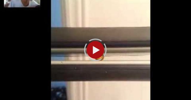 Heh (popcorn Hair Straightener)