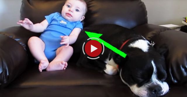 Dog Runs Away When Baby Poops