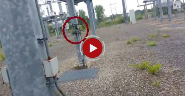 Surprise Babies In The 115,000 Volt Substation!
