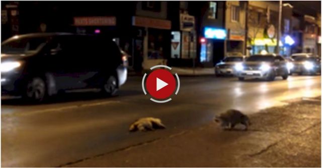 Heartbroken Raccoon (or Not?)