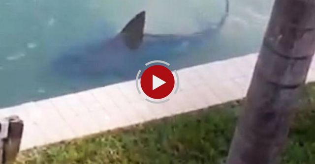 Backyard Shark