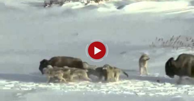 Wolf Pack Kill Giant Buffalo Because 2nd Buffalo Runs Over His Pal
