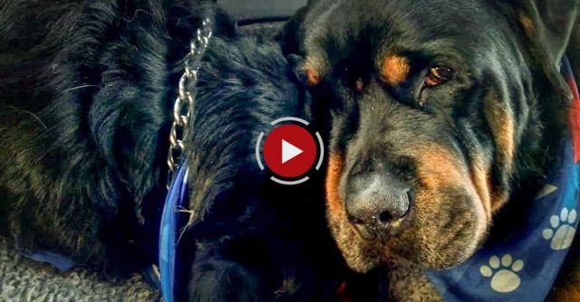 Crying Rottweiler Grieves For Dead Brother. Animals Do Have Emotions