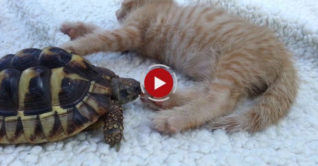 Turtle Eats Kitten