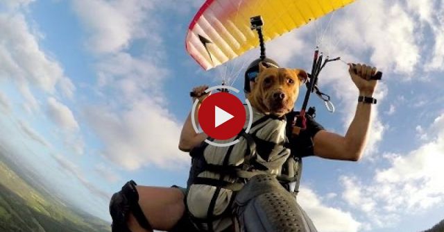 Speedflying Dog