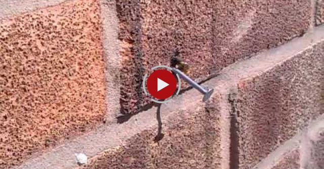 Super Bee Pulls Nail Out Of Brick Wall