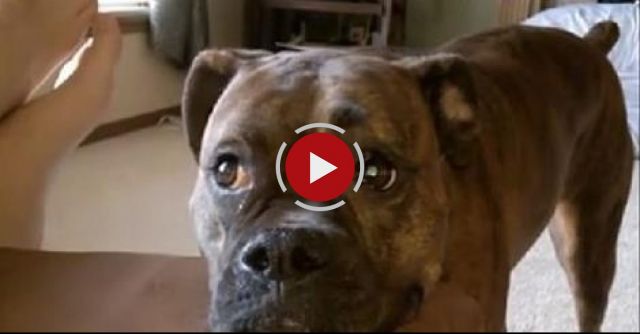 Lexi The Boxer Needs Some Attention