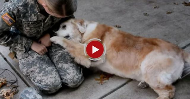 Soldier Coming Home; Dog's Reaction