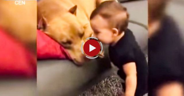 A Baby Kisses A Sleeping Pit Bull