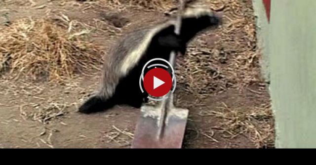 Honey Badger Houdini - Honey Badgers: Masters Of Mayhem - Natural World - BBC Two