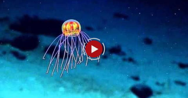 Jellyfish: April 24, 2016