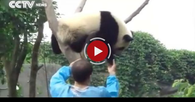 So Cute! Panda Asks For Hug To Get Down From Tree!