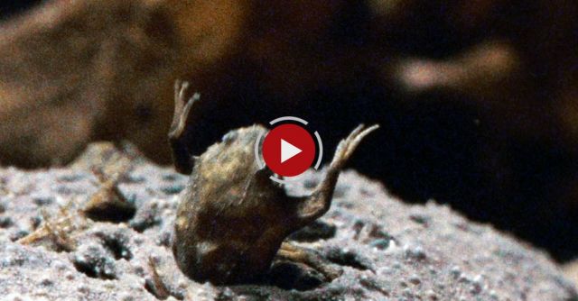 World's Weirdest - Baby Toads Born From Mom's Back