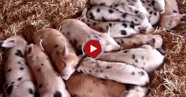 Sleeping Piglets