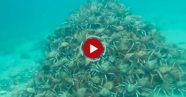 Spider Crab Pyramid