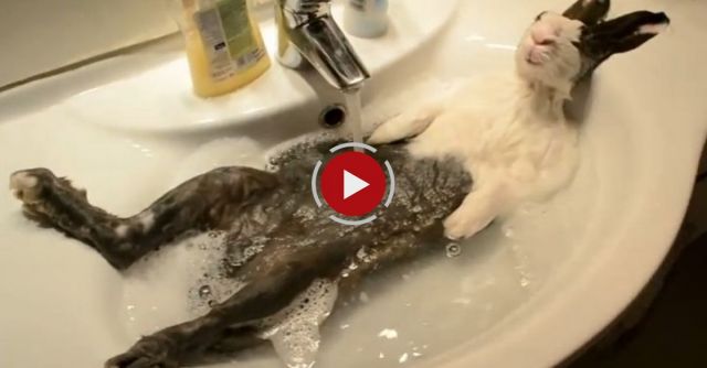 Bunny Takes A Shower 