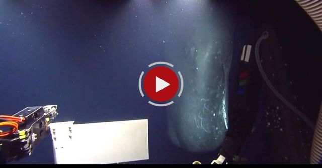 Rare Sperm Whale Encounter 