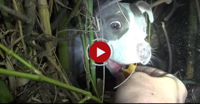 Saving A Homeless Injured Dog + An Unexpected Surprise!!!