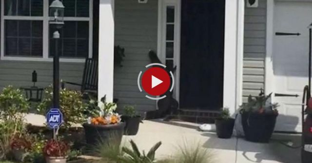 Curious Alligator Tries To Ring Doorbell At South Carolina Home