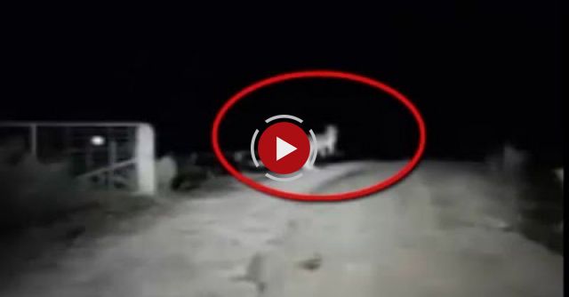 Dash Cam Kangaroo Attacks Car