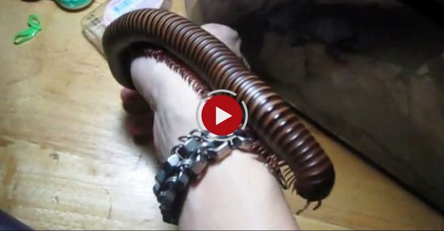 Giant Millipede Crawls Up Arm
